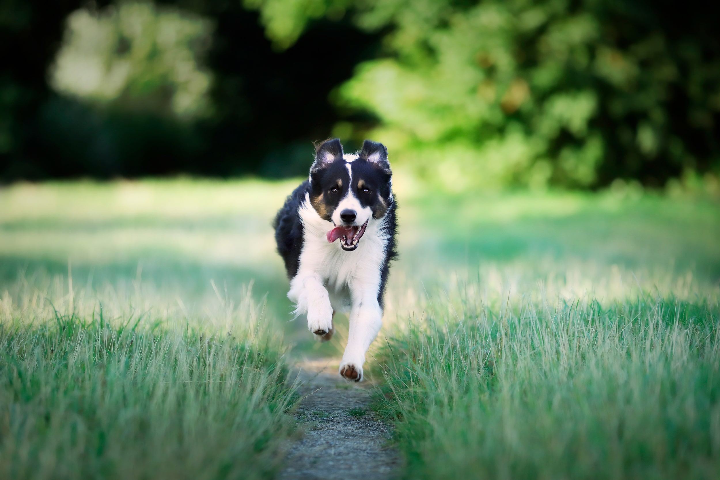 perro border collie corriendo por el campo