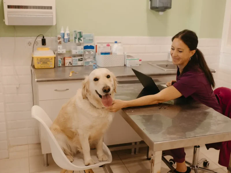 Consulta veterinaria a perro en Trivet Centro Veterinario de Calafell